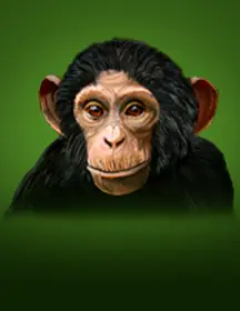 Deep Jungle-game-img